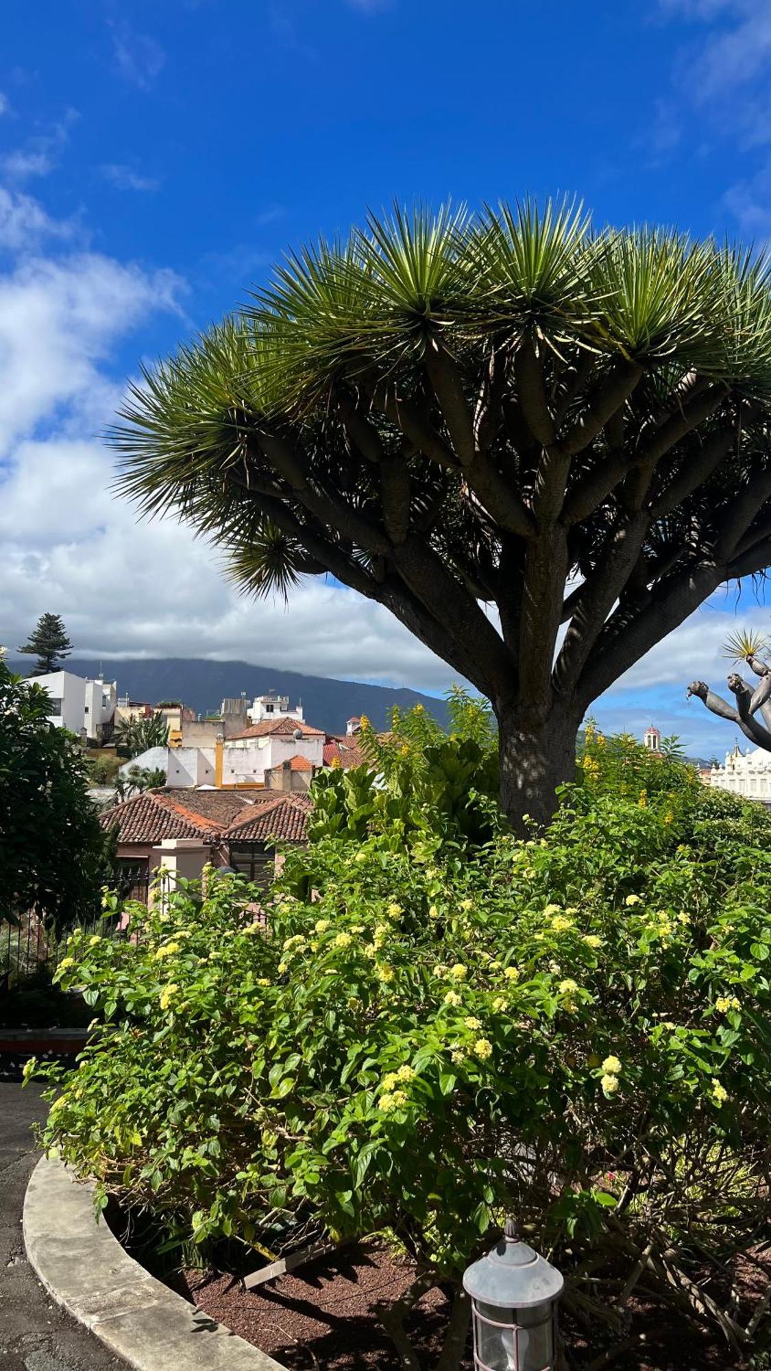 דירות איקוד דה לוס וינוס Tenerife Te Espera! מראה חיצוני תמונה